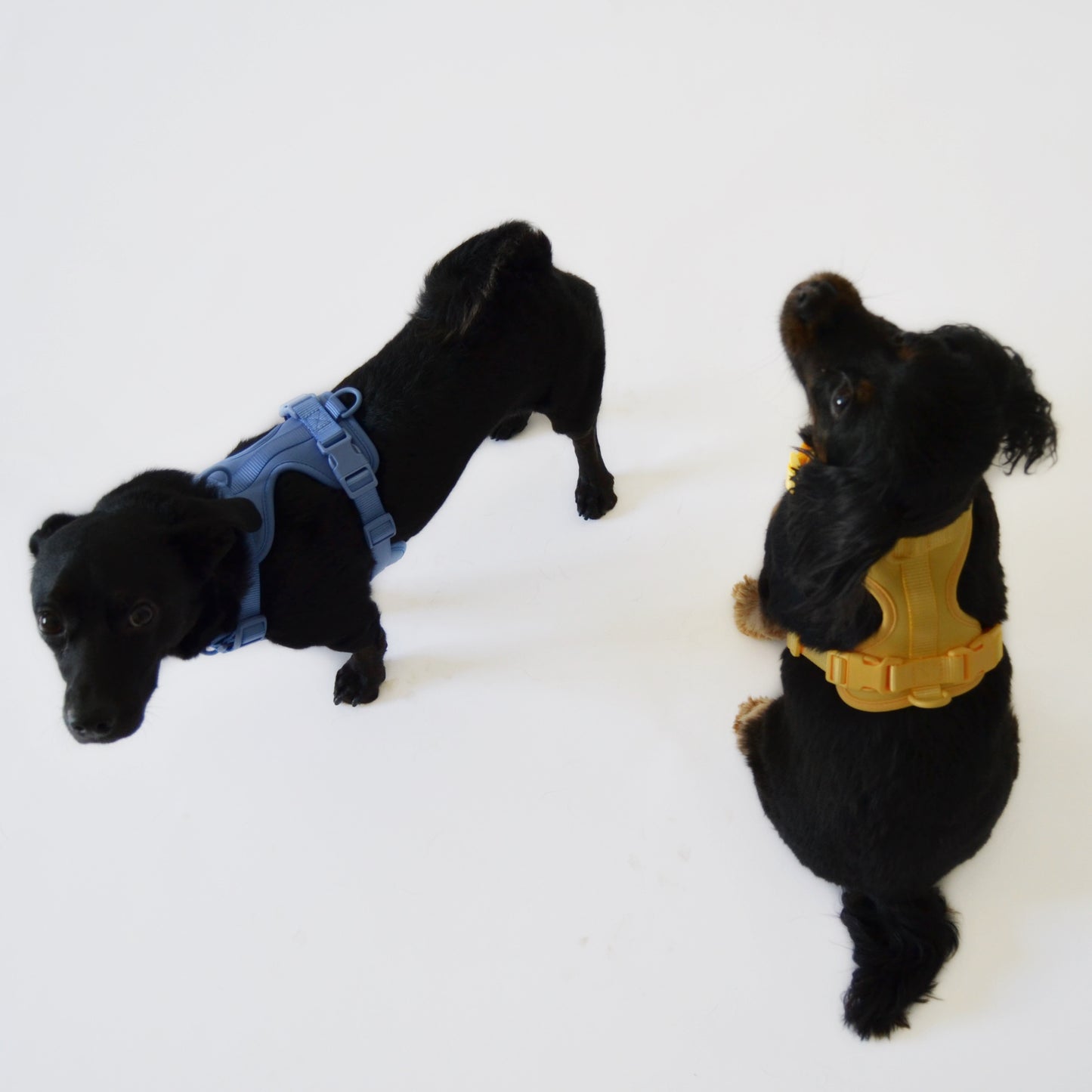 GoodDog Harness